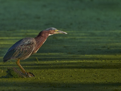 Green Heron