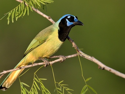 Green Jay