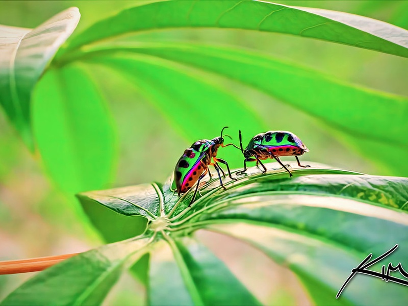 List of Colorful Insects - Flora Fauna Fun