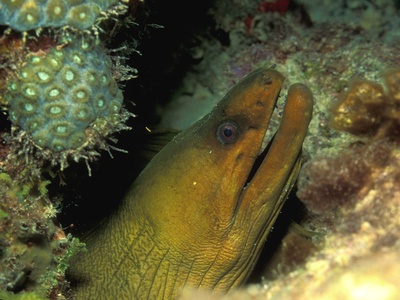 Green moray