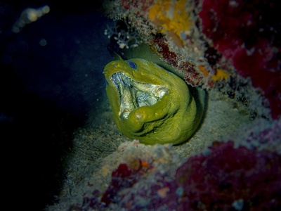 Green moray eel