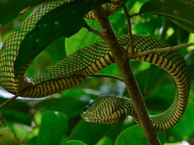 Green pit viper