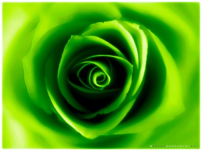 Green rose