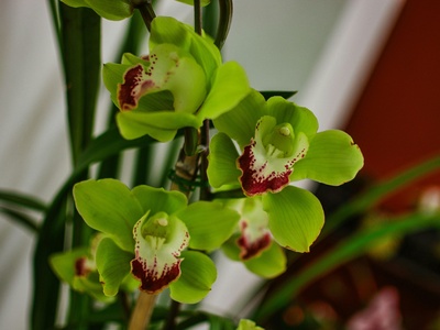 Green slipper orchids (Paphiopedilum)