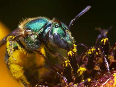 Green sweat bee