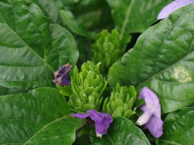 Green tobacco (flowering tobacco)