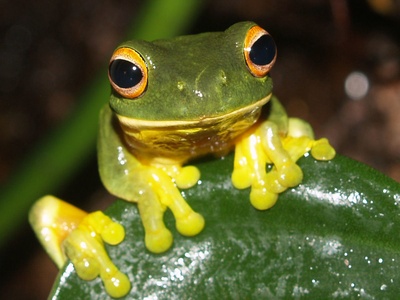 Green tree frog