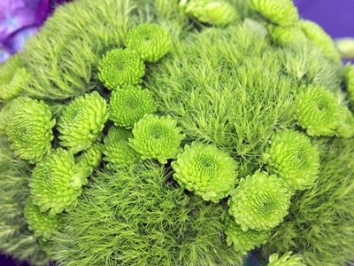 Green Trick Dianthus