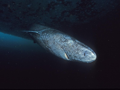 Greenland shark