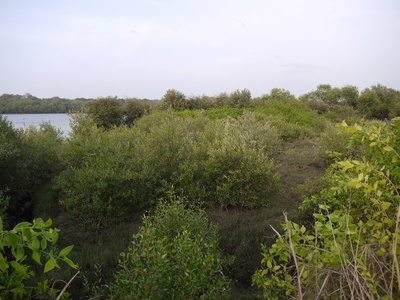 Grey mangrove