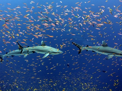 Grey reef shark