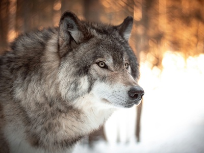 Grey wolf
