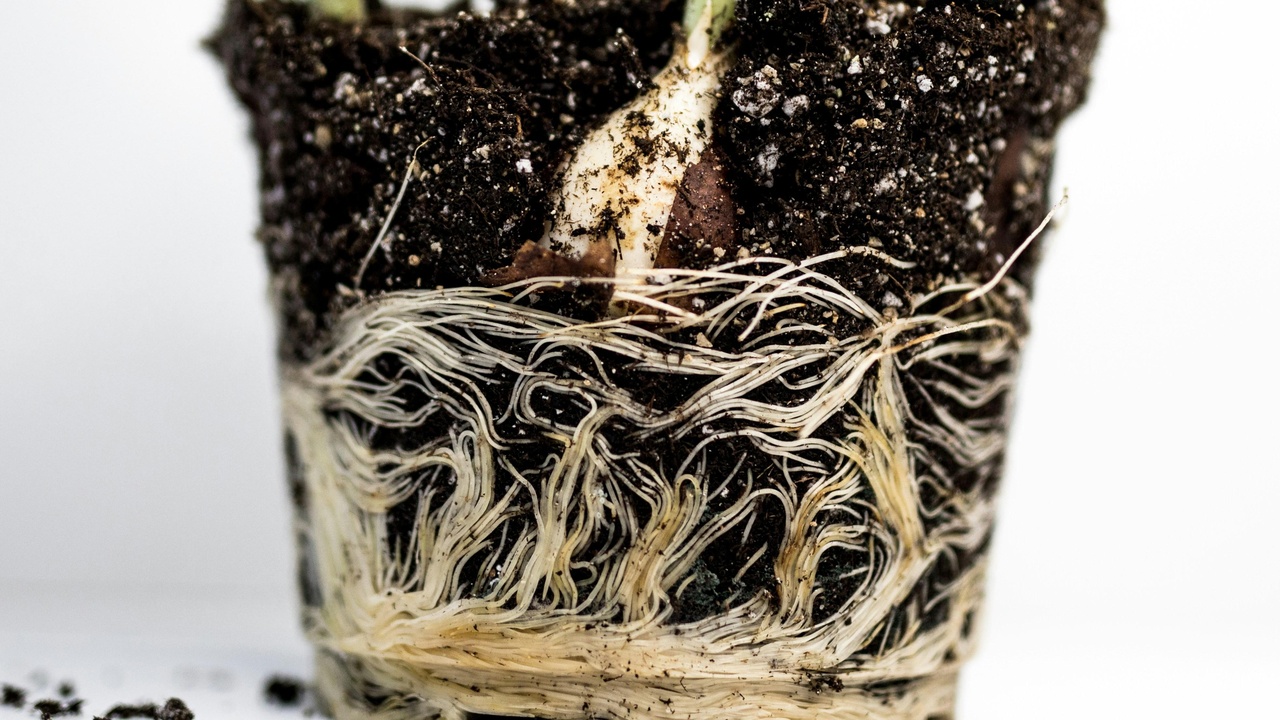 Healthy shoots and leaves connected to strong root activity