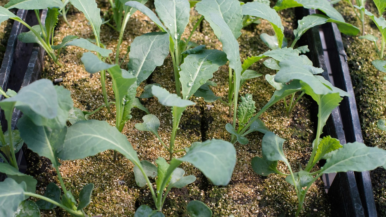 Stunted vegetable plants and trees with poor fruit set