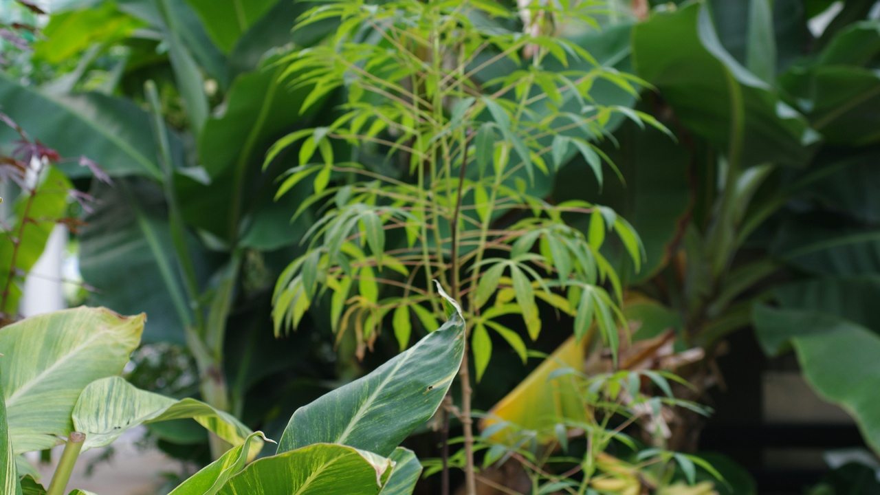 Stunted flowering plant with small internodes and weak stems