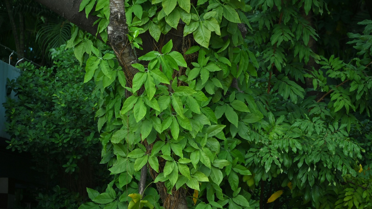 Climbing plants reaching for light; tendrils wrapping