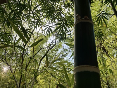 Guadua bamboo
