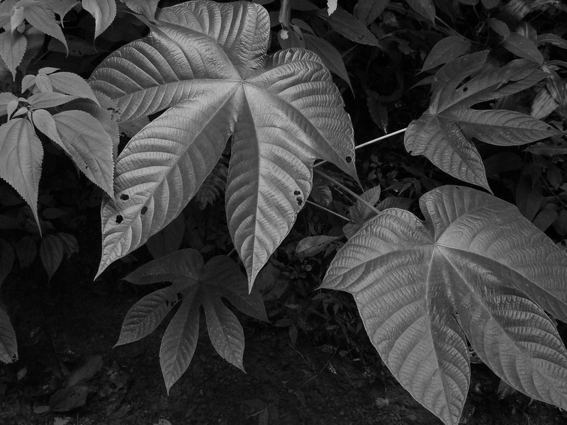 Garimo Tree Plants Of Costa Rica: The Complete List - Flora Fauna Fun