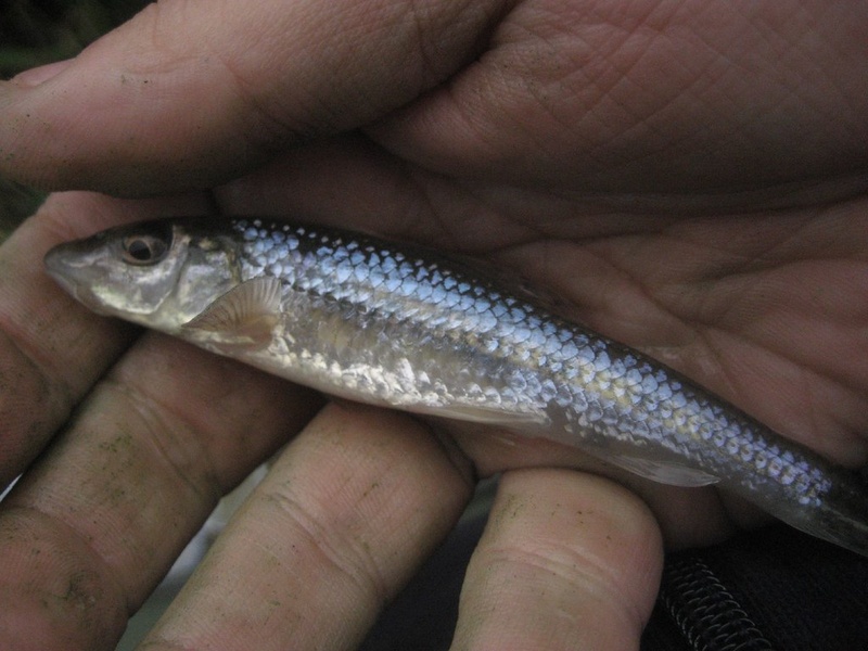 Fish of Switzerland: The Complete List - Flora Fauna Fun