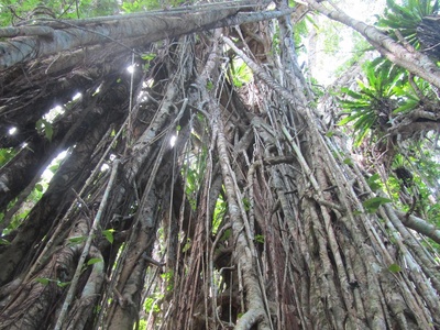 Guinea fig / Wild fig