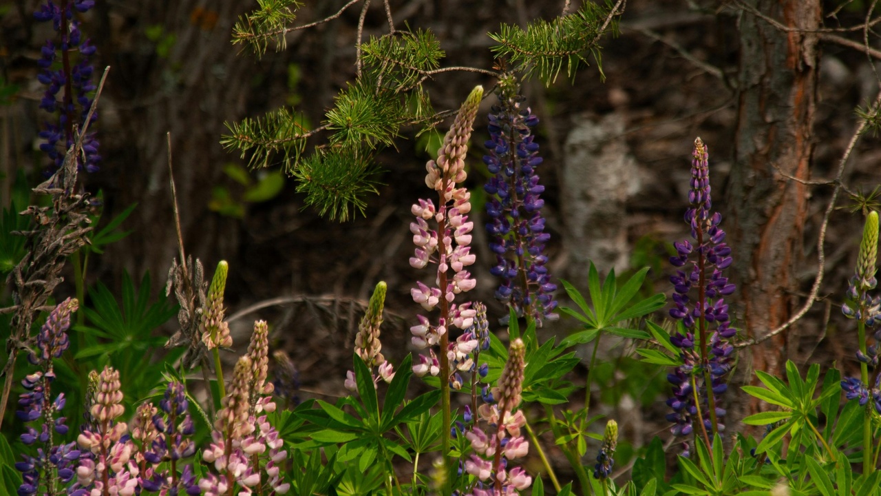 Layered native garden with pollinator-friendly plants and structural habitat