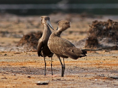 Hamerkop