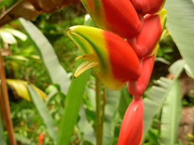 Hanging heliconia