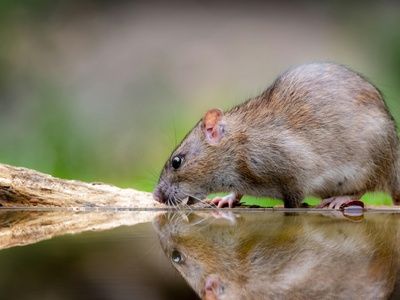 Hantavirus reservoirs (rodents)