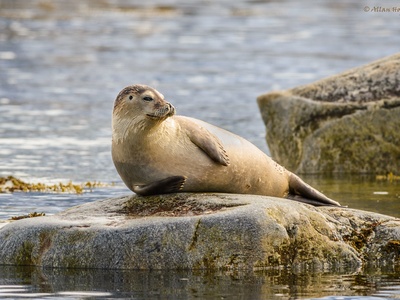 Harbour seal