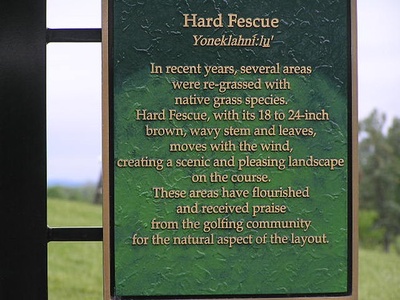 Hard fescue