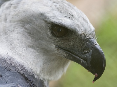 Harpy eagle