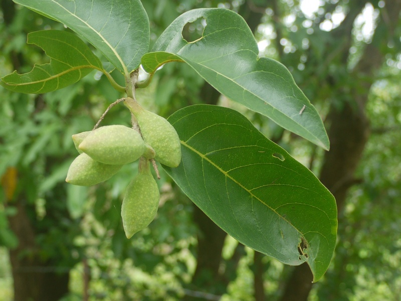 Mahabal Tree List of Trees of Nepal - Flora Fauna Fun