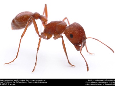 Harvester ant