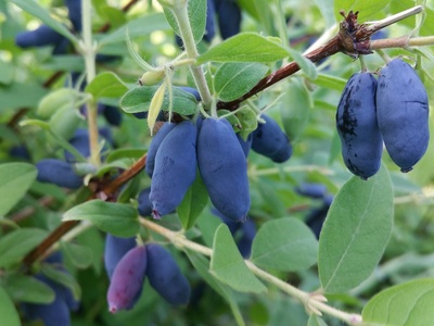 Haskap (Honeyberry)