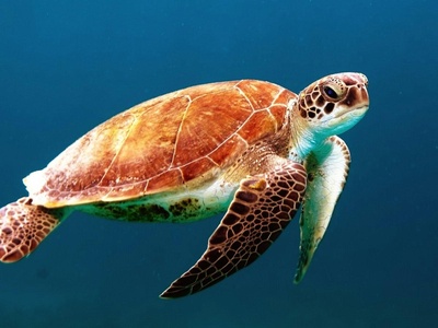 Hawksbill turtle