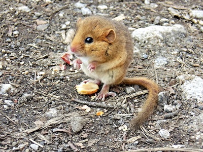 Hazel dormouse