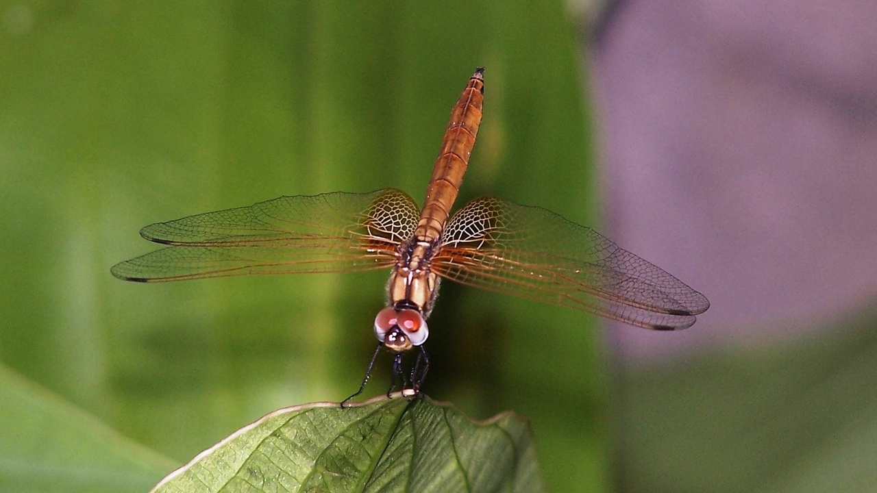 Close-up comparison of dragonfly compound eyes that meet at the top of the head and damselfly eyes that are clearly separated, illustrating visual field differences.