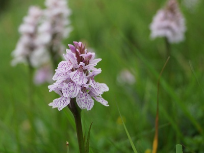 Heath spotted-orchid