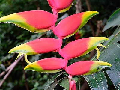 Heliconia (lobster-claw)