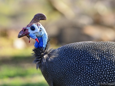 Helmeted guineafowl