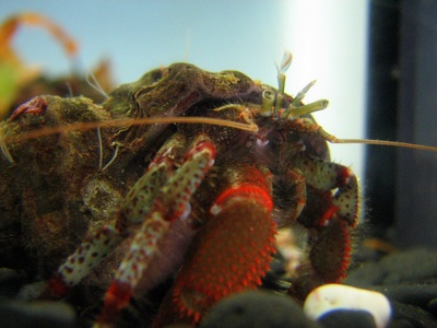 Hermit crab (Large)