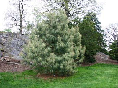 Himalayan Pine