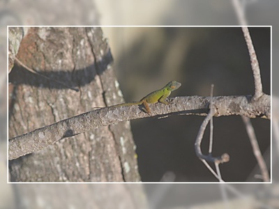 Hispaniolan common anole