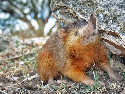 Hispaniolan solenodon