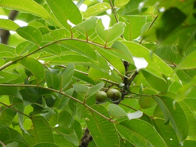 Hog plum