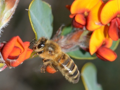 Honey bee (feral/Apis)