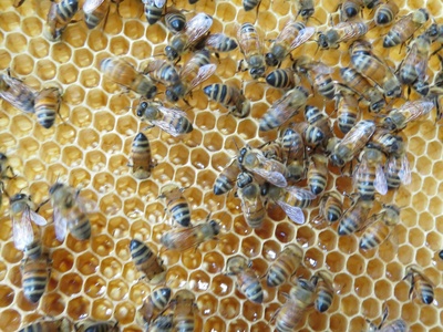 Honey bees (feral and swarms)