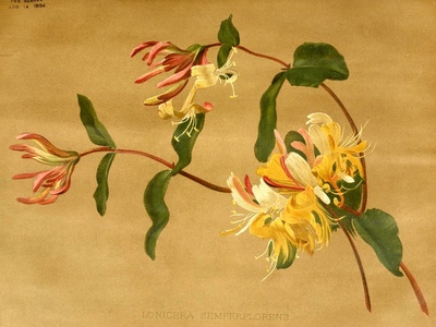 Honeysuckle