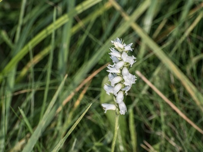 Hooded ladies'-tresses