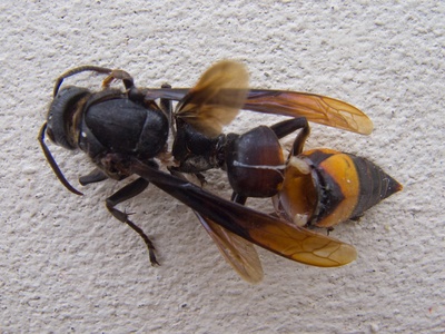 Hornets/wasps (Giant hornet)